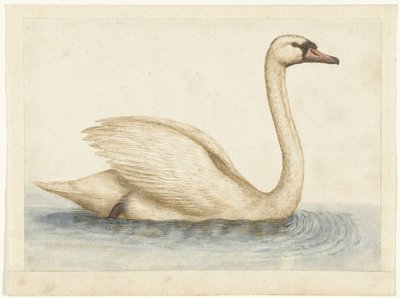 Mute Swan Lombard albümü (seri başlığı) by Anonymous