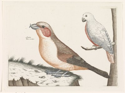 Crossbill ve beyaz kuş by Anonymous