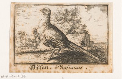 Sülün ile manzara Phasan, Phasianus. (nesne üzerindeki başlık) by Anonymous
