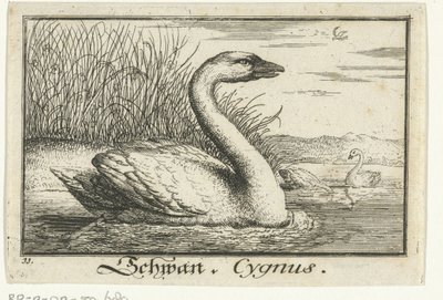 Kuğu ile manzara Schwan, Kuğu. (nesne üzerindeki başlık) by Anonymous