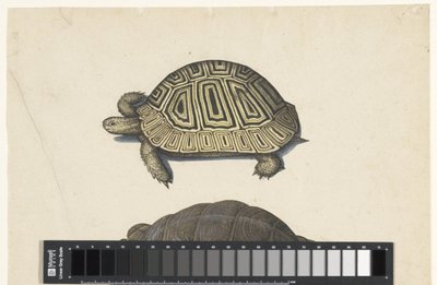Landschildpad Lombard albümü (seri başlığı) by Anonymous