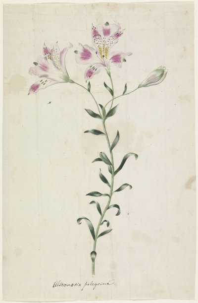 Leslie (Alstroemeria Pelegrina) by Anonymous