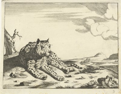 Önden görülen leopar, bacaklar sağda by Anonymous
