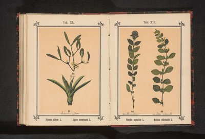 Ökse otu ve asırlık aloe Viscum album L. Agave americana L. (nesne üzerindeki başlık) by Anonymous