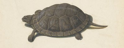 Terrapin Lombard albümü (seri başlığı) by Anonymous