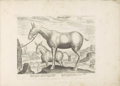 Muilezel en ezel Katır ve Eşek (nesne üzerindeki başlık) Paardenrassen uit de Koninklijke stallen van Don Juan van Oostenrijk (seri başlığı) Her türden en asil olan bir at: dünyanın çeşitli yerlerinden seçilmiş atların seçkin bir karakteri (...) (dizi adı by Anonymous