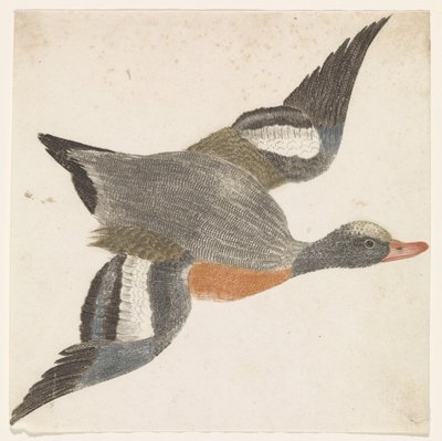 Sağdan uçan widgeon (ördek türleri) by Anonymous
