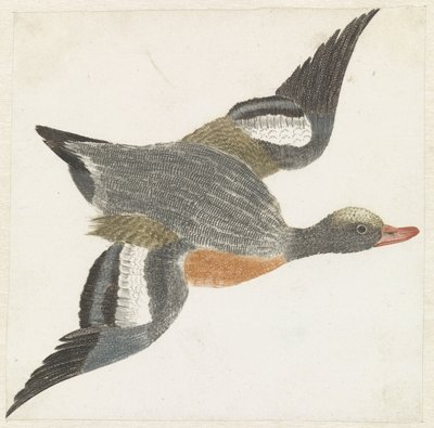 Sağa uçan Widgeon by Anonymous