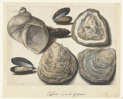 İstiridye, Midye ve Moonhorn Ostras Caracol Pichinas (nesne üzerindeki başlık) Lombard albümü (seri başlığı) by Anonymous