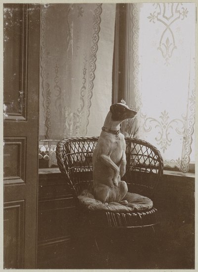 Pencere kenarında bir sandalyede oturan köpek by Anonymous