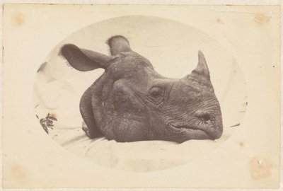 Bir gergedan başının oval heykeli by Anonymous