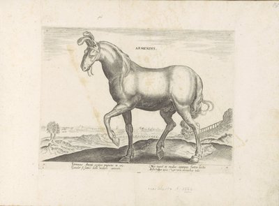 Paard, Ermenistan