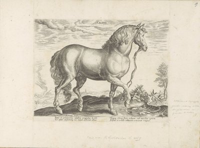 Paard, Calabrian