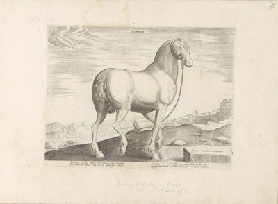 Paard, Korsika