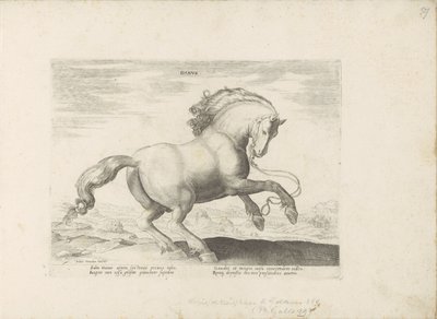 Paard, Denemarken