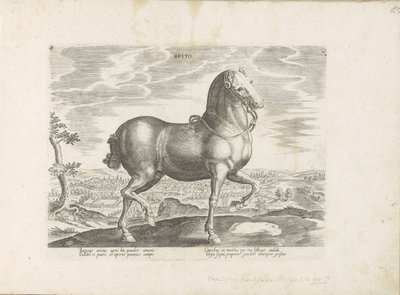 Engeland Brito (nesne üzerindeki başlık) Paardenrassen uit de Koninklijke stallen van Don Juan van Oostenrijk (seri başlığı) Equile by Anonymous