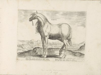 Paard uit Griekenland Achivus (nesne üzerindeki başlık) by Anonymous