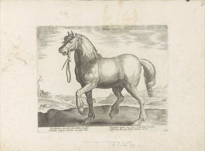 Paard Gulik (Juliacus) Juliacus (nesne üzerindeki başlık) Paardenrassen uit de Koninklijke stallen van Don Juan van Oostenrijk (seri başlığı) Her türden en soylu olan bir ahır: dünyanın çeşitli yerlerinden seçilen seçkin bir karakter (...) (ti serisi by Anonymous