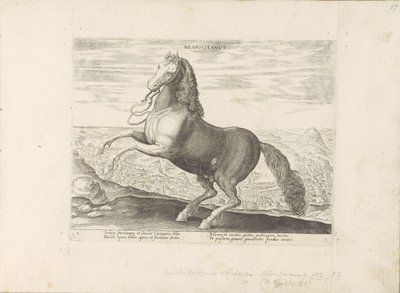 Paard Napels