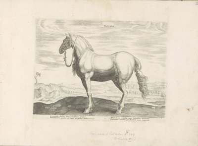 Paard, Noord-Italië