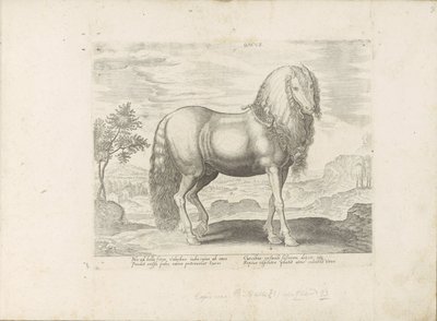 Paard, Roemenië