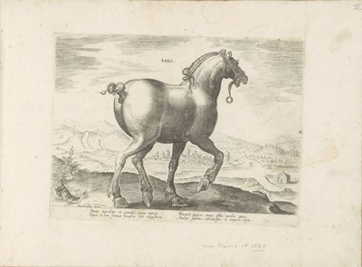 Paard, Saksen