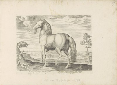 Paard, Sardunya