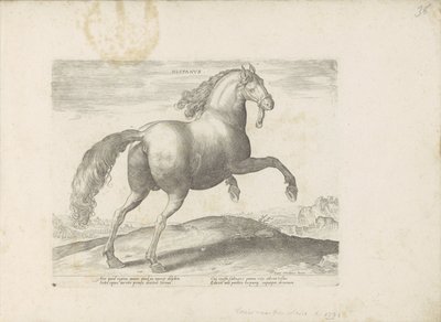 Paard uit Spanje Hispanus (nesne üzerindeki başlık) by Anonymous