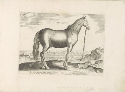 Paard, Teselya