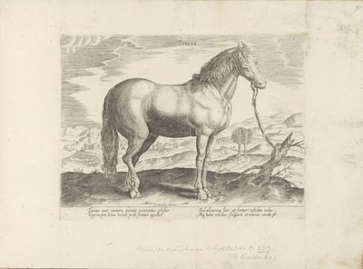 Paard Türkiye