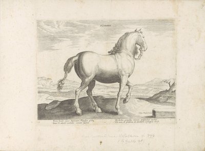 Paard, Vlaanderen
