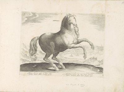 Paard, Zuid-Italië