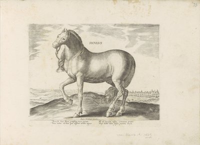Paard van Sicilya Sicilya (nesne üzerindeki başlık) Paardenrassen uit de Koninklijke stallen van Don Juan van Oostenrijk (seri başlığı) Her türden en asil olan bir at: dünyanın çeşitli yerlerinden seçilmiş atların seçkin bir karakteri by Anonymous