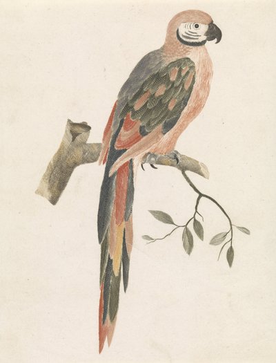 Bir dalda papağan by Anonymous