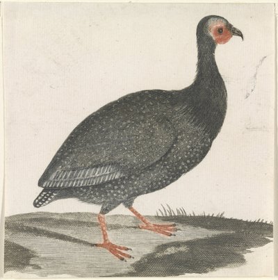 beç tavuğu by Anonymous