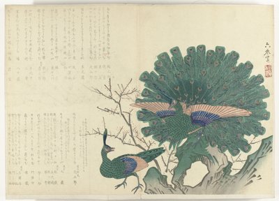 1840-1900 döneminden Tavus Kuşları Albümü Shijo-surimono (seri başlığı) by Anonymous