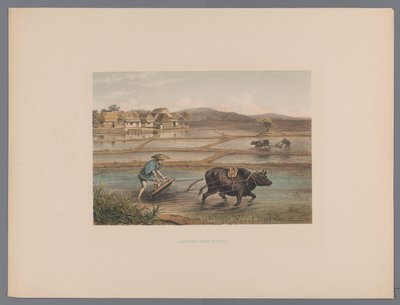 Japon pirinç tarlalarında çiftçilik yapan çiftçiler Laborage d'une riziere (nesne üzerindeki başlık) Souvenir du Japon vues d'après nature avec texte par le comte de Lijnden (seri başlığı) by Anonymous