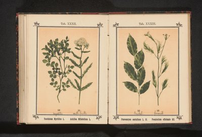 Kırmızı sandal ağacı ve rezene otu Pterocarpus santalinus L. fil. Foeniculum officinale Al.. (nesne üzerindeki başlık) by Anonymous