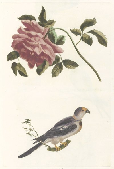 gül ve muhabbet kuşu by Anonymous