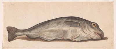 Haddock Lombard albümü (seri başlığı) by Anonymous