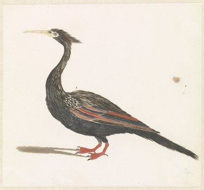 yılan boyunlu kuş by Anonymous