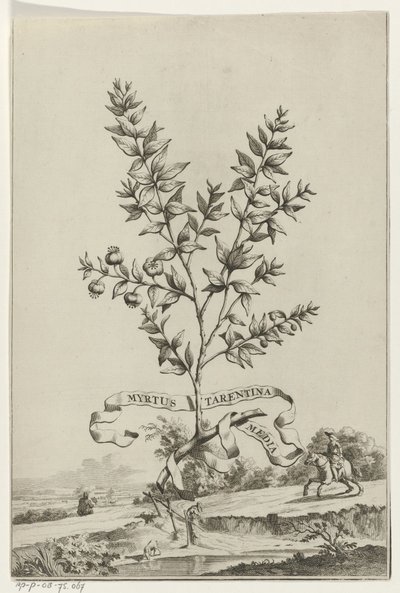 Tarentumlu Tak Myrtle Tarentum Myrtus (nesne üzerindeki başlık) by Anonymous