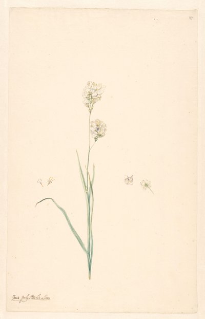 Ixia polystachya