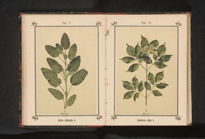 Gerçek bir bilgenin dalı Salvia officinalis. L. (nesne üzerindeki başlık) by Anonymous