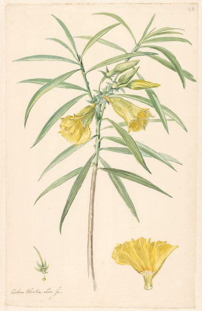 Pistil ve çiçek detayları ile sarı bir çiçek (bir tür zambak) dalı by Anonymous