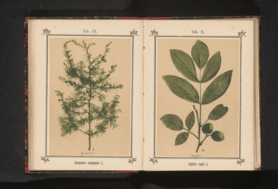 Ardıç dalı Juniperus communis L. (nesne üzerindeki başlık) by Anonymous