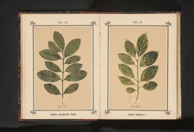 Bir karanfil ağacının dalı Eugenia caryophyllata Thunb. (nesne üzerindeki başlık) by Anonymous