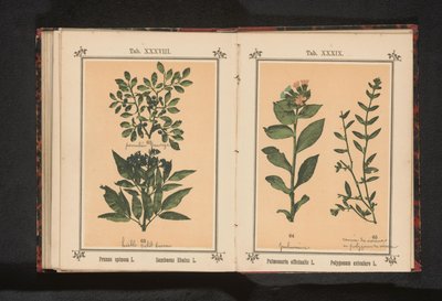 Karaçalı dalı ve mürver Prunus spinosa L. Sumbucus Ebulus L. (nesne üzerindeki başlık) by Anonymous
