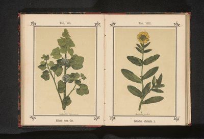 Gülhatmi dalı Althaea rosea Çav. (nesne üzerindeki başlık) by Anonymous