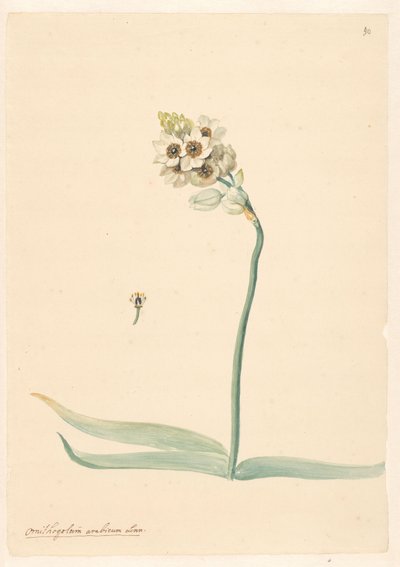Pistil detayı ile kuş sütü dalı by Anonymous